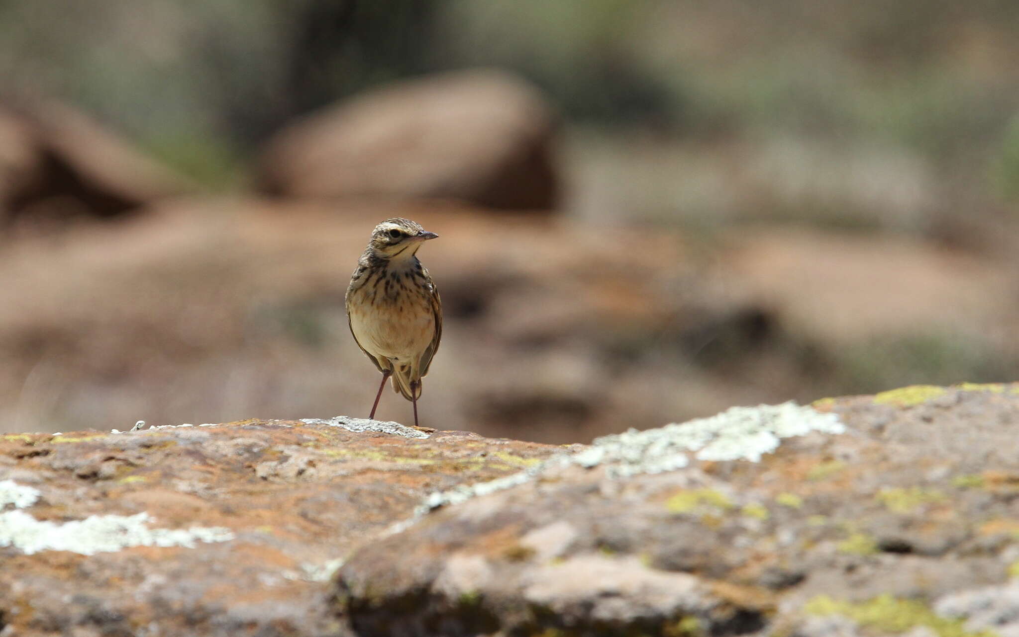 Image of Mountain Pipit