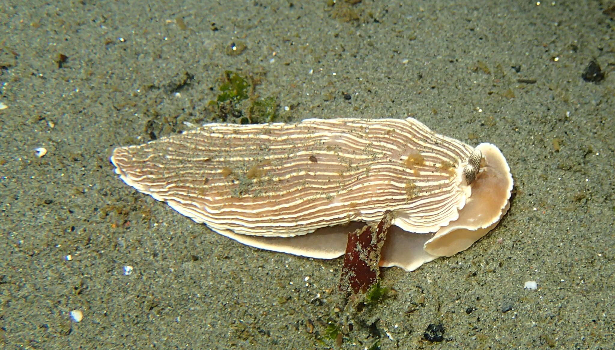 Image of Armina californica (J. G. Cooper 1863)