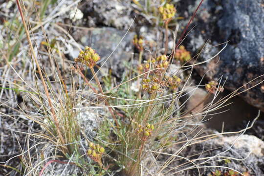 Plancia ëd Podistera yukonensis Mathias & Constance