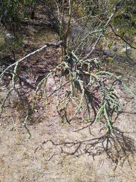 Image of Cylindropuntia thurberi subsp. thurberi