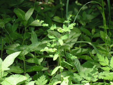 Image of Upright Spurge