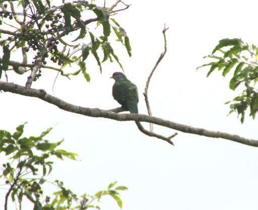 Image of Many-colored Fruit Dove