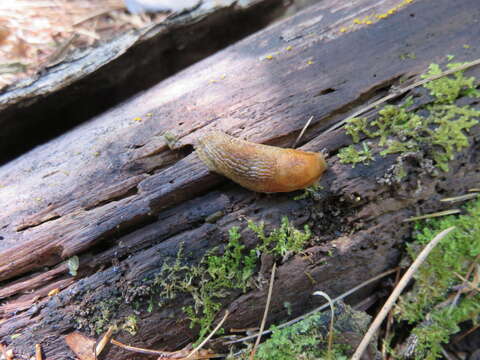 Image of Dusky Slug