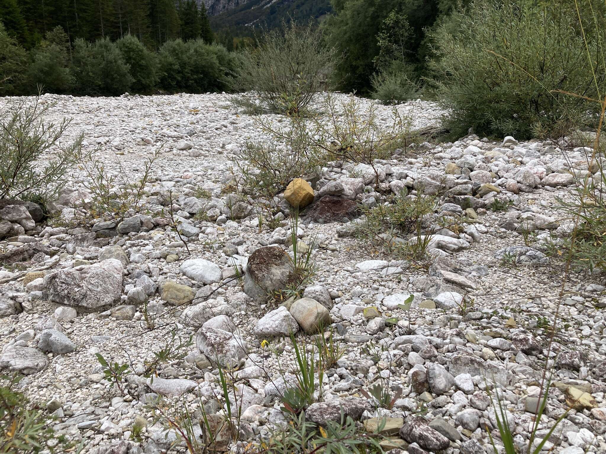 Chondrilla chondrilloides (Ard.) Karsten resmi