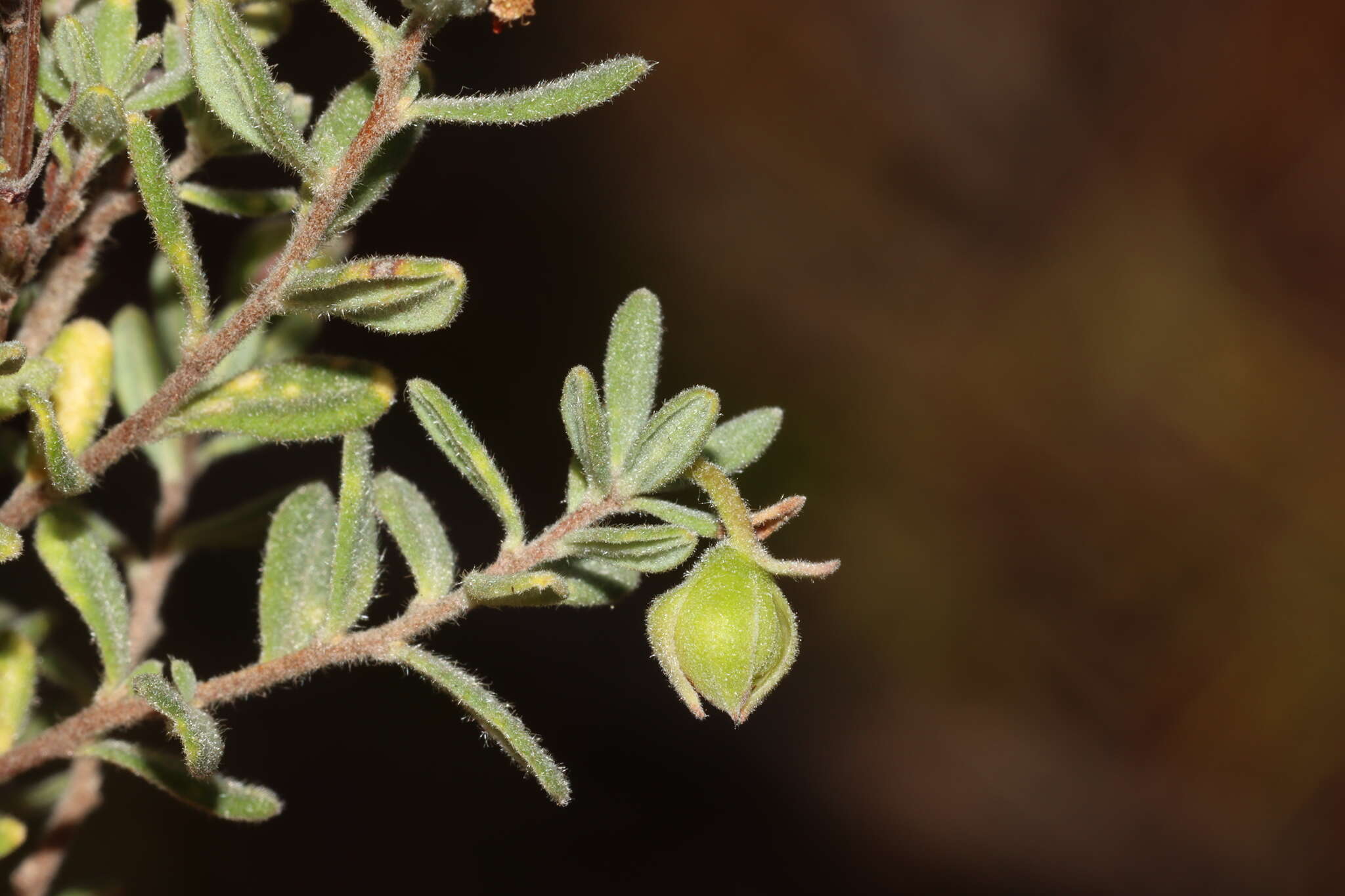 Sivun Hibbertia cinerea (R. Br ex DC.) H. R. Toelken kuva