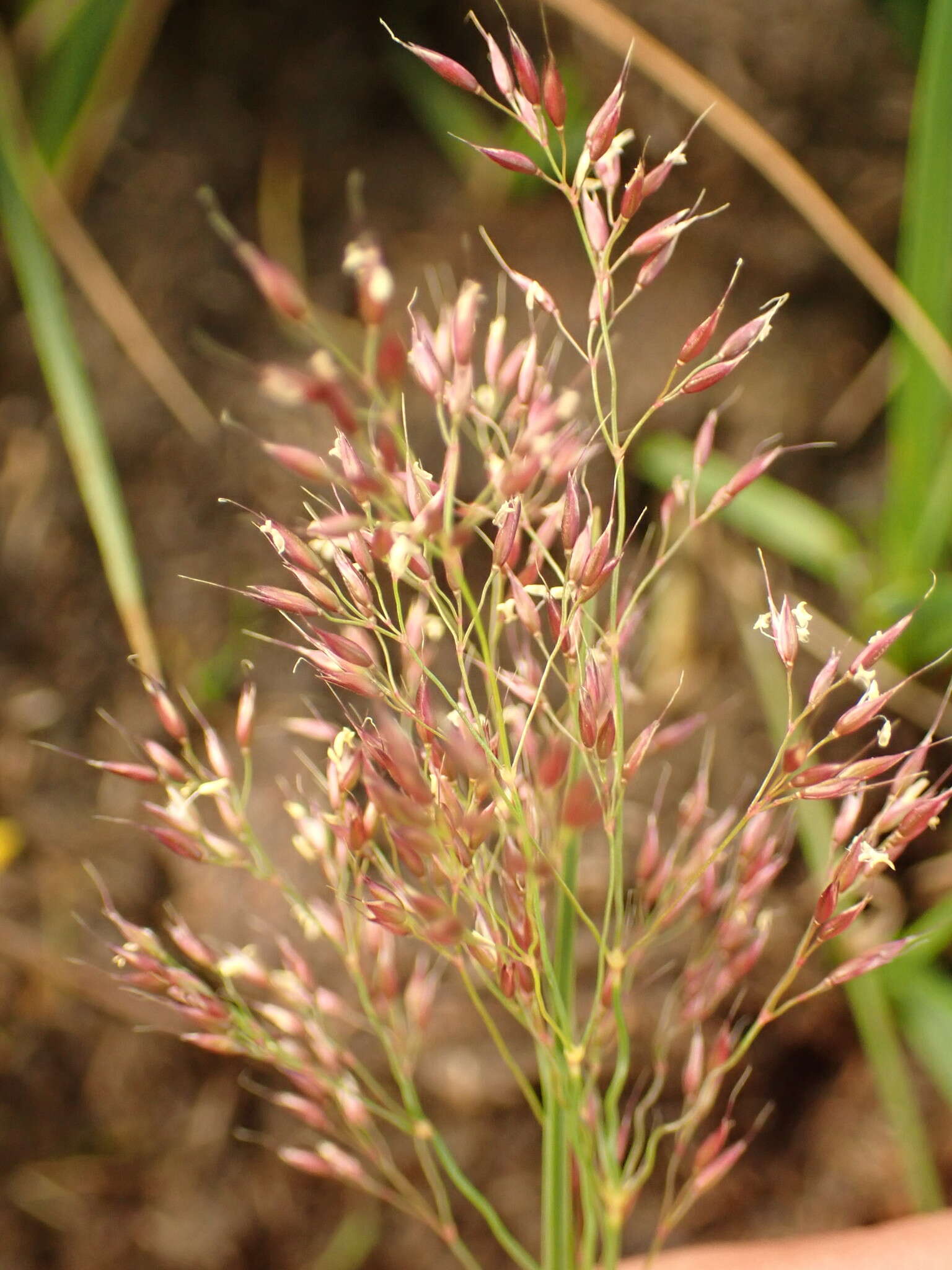 Imagem de Agrostis rupestris All.