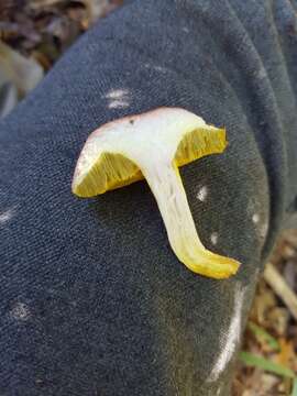 Image of Aureoboletus gentilis (Quél.) Pouzar 1957