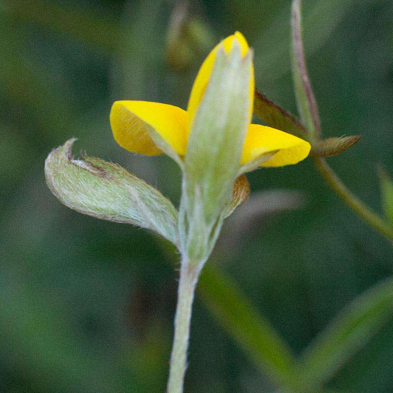 Image of Argyrolobium lunare subsp. sericeum