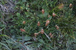 Слика од Trifolium polyphyllum (C. A. Mey.) Latsch.