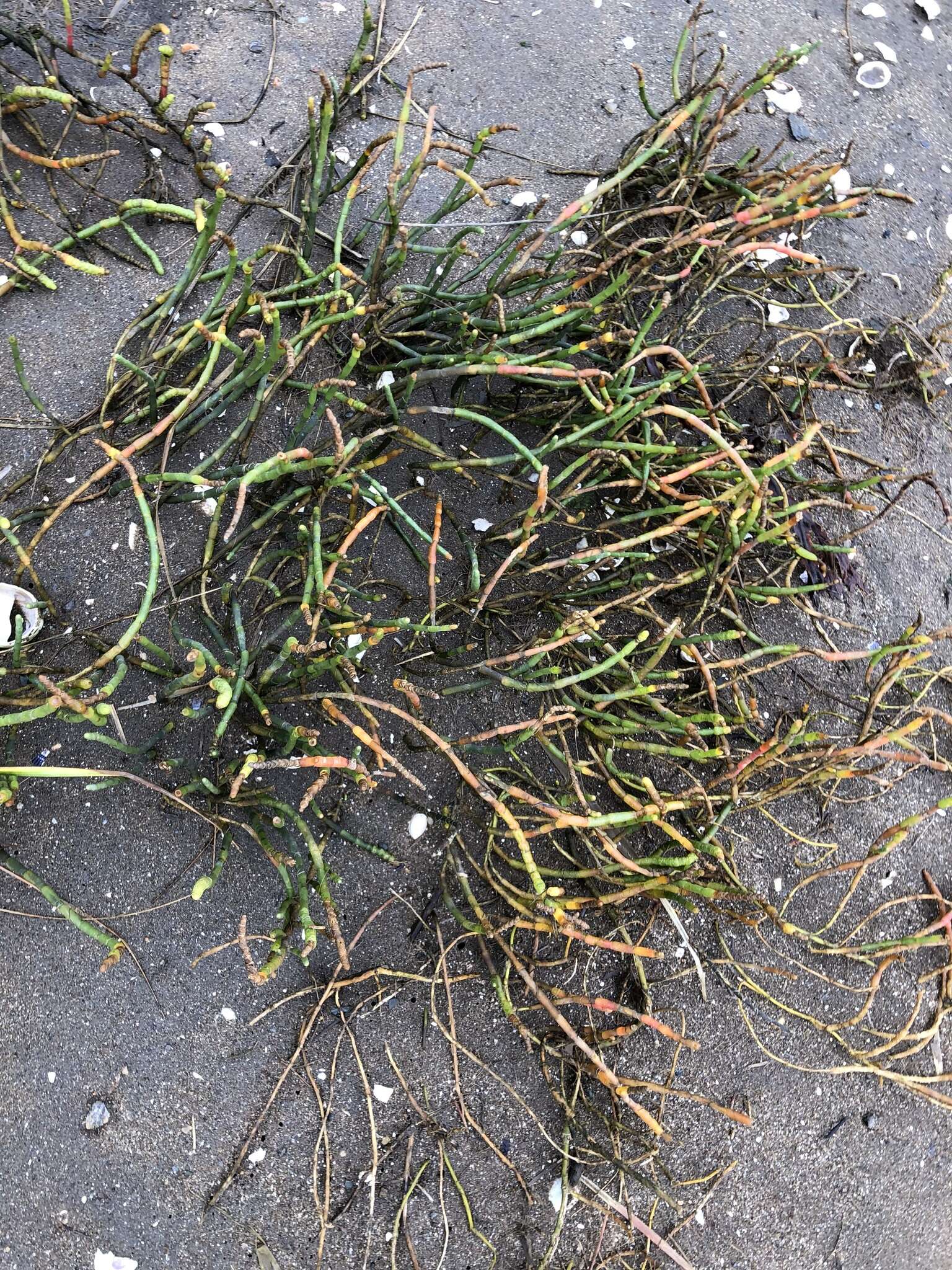 Image of Perennial Glasswort