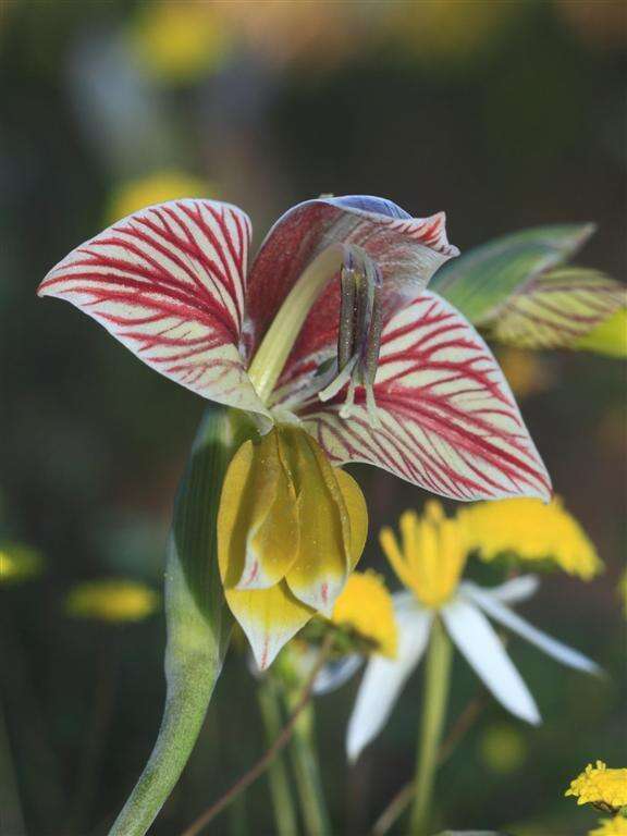 Gladiolus watermeyeri L. Bolus resmi