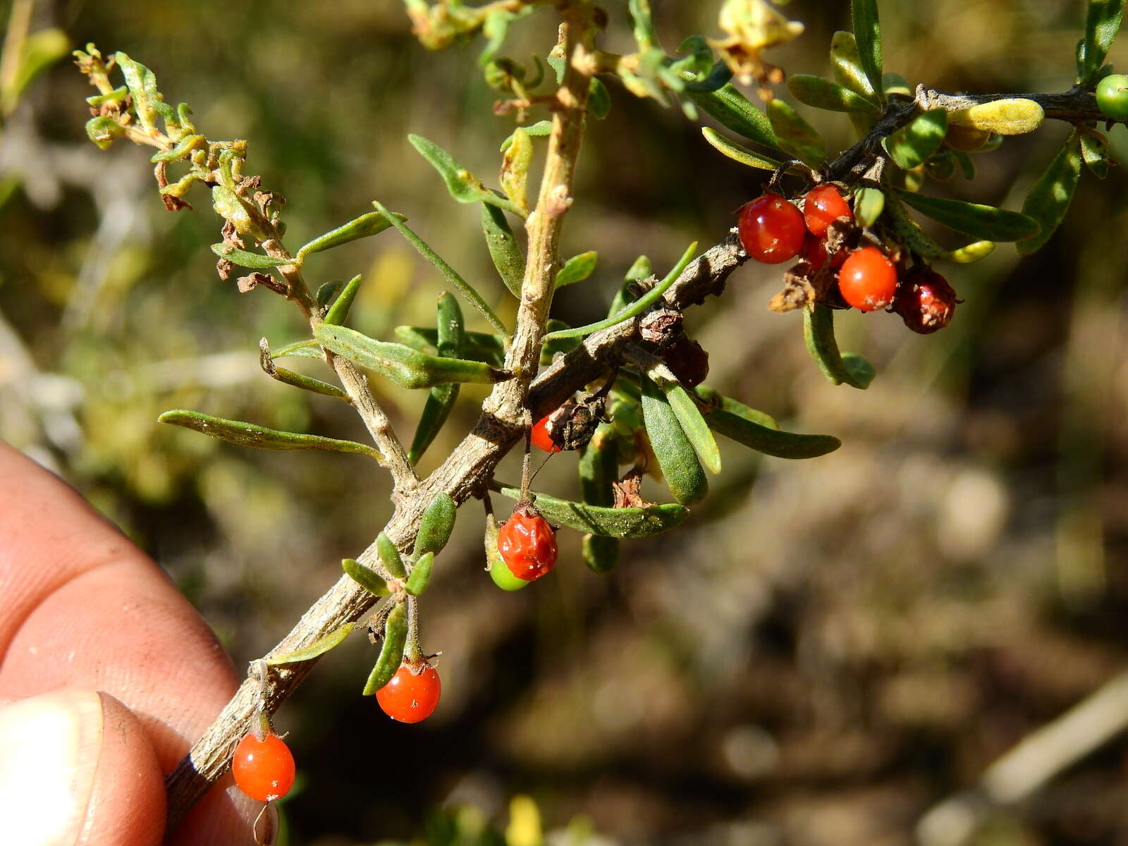 Image of Lycium chilense Bert.