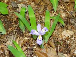 Image of crested iris