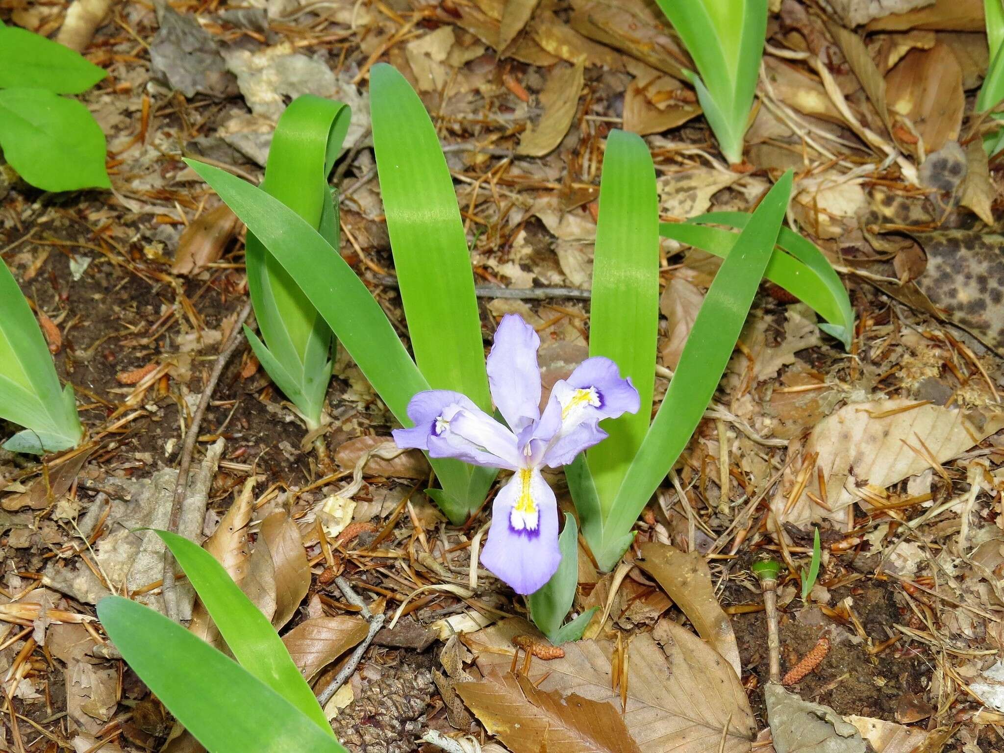 Image of crested iris