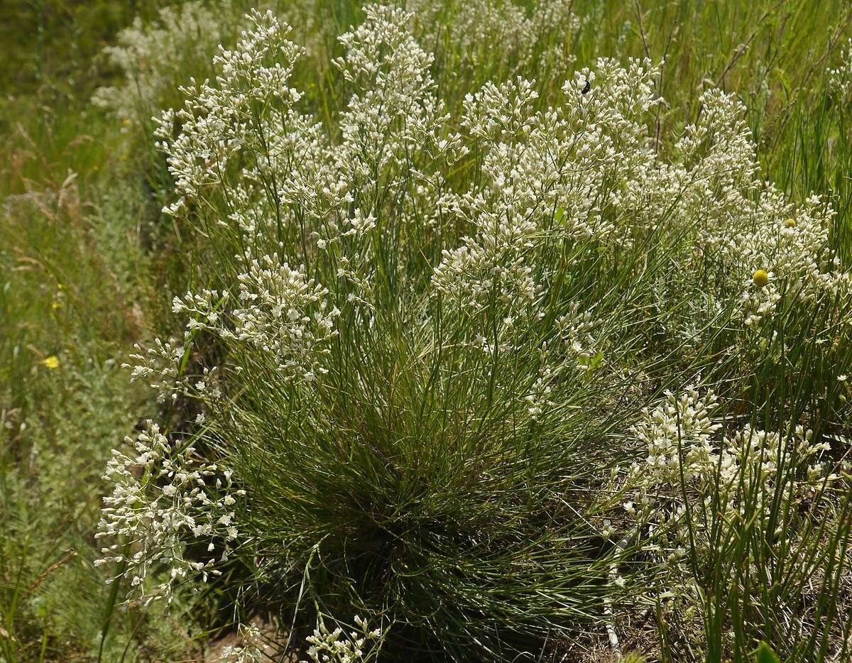 Image of Eremogone rigida (M. Bieb.) Fenzl