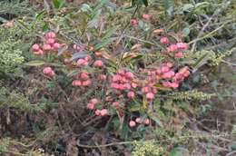 Image of Euonymus semenovii Regel & Herd.