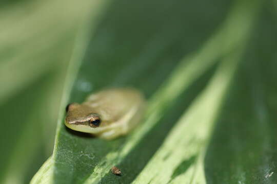 Litoria bicolor (Gray 1842)的圖片