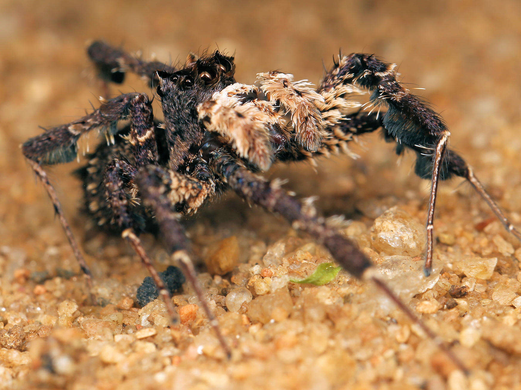 Image of Longleg Dandy Jumping Spider