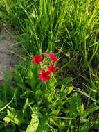 Image of Wilcox's phlox