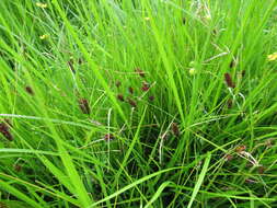 Sivun Carex pamirensis subsp. dichroa Malyschev kuva