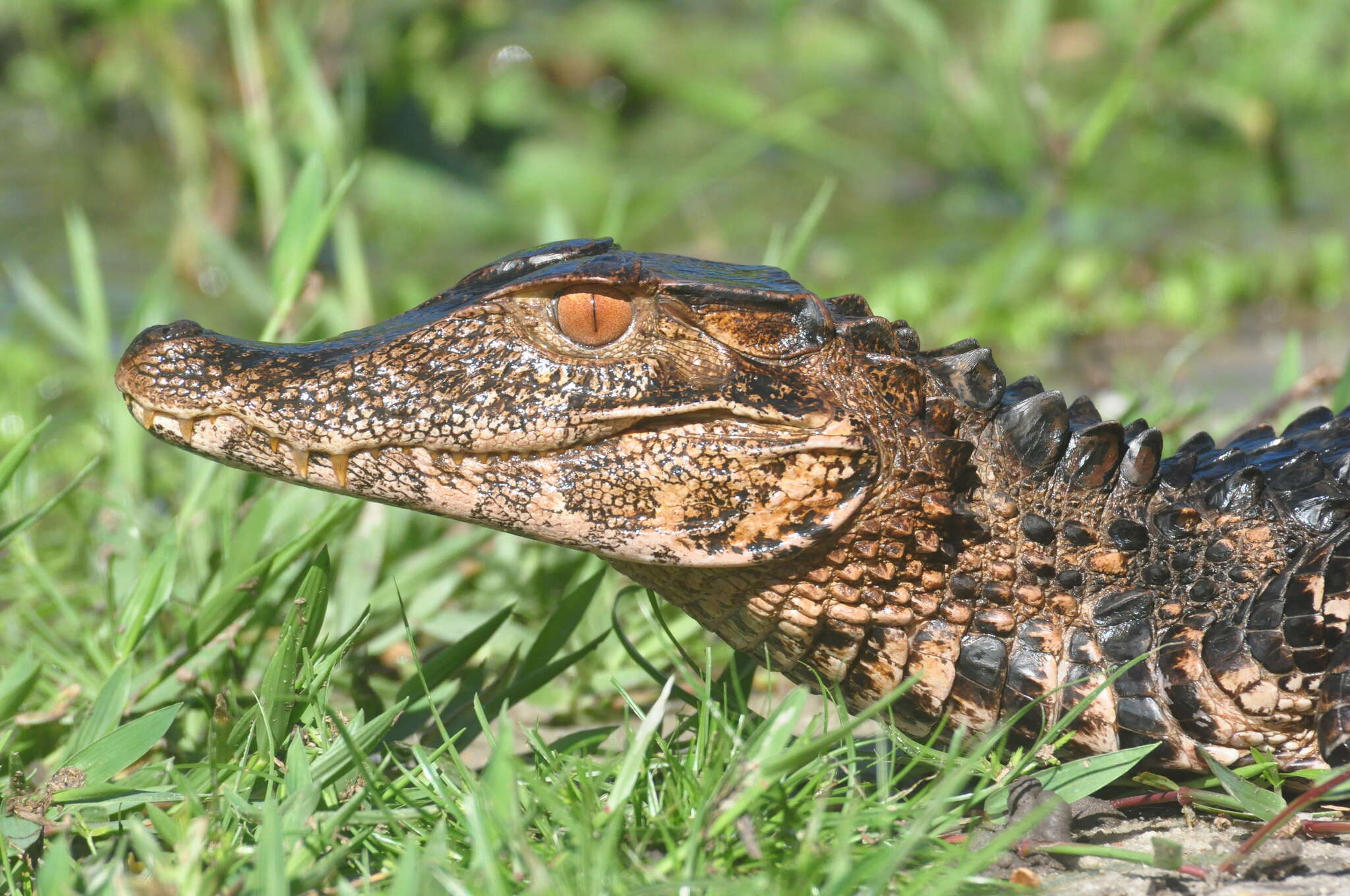 Image of Smooth-fronted Caimans