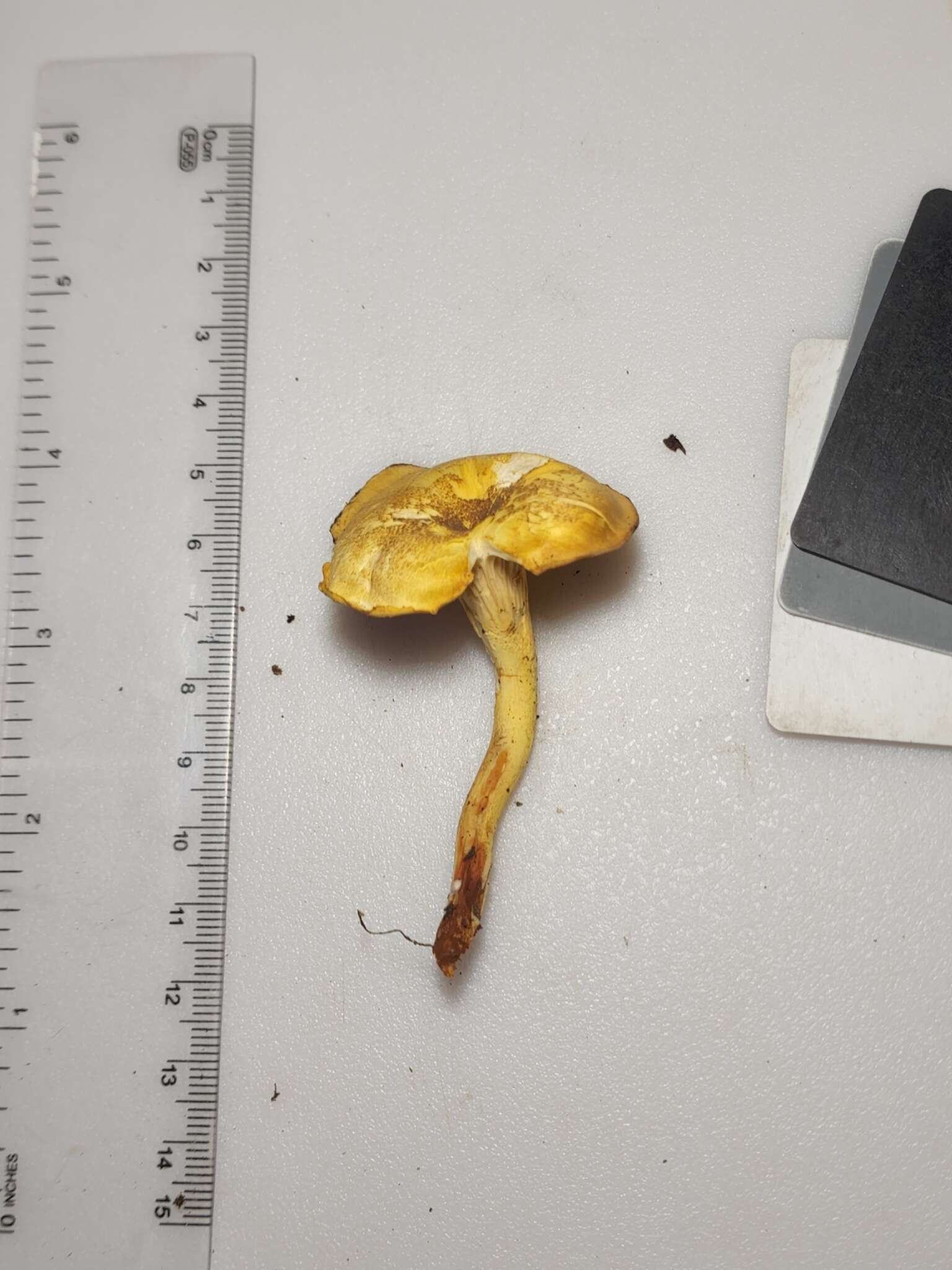 Plancia ëd Cantharellus lewisii Buyck & V. Hofst. 2011