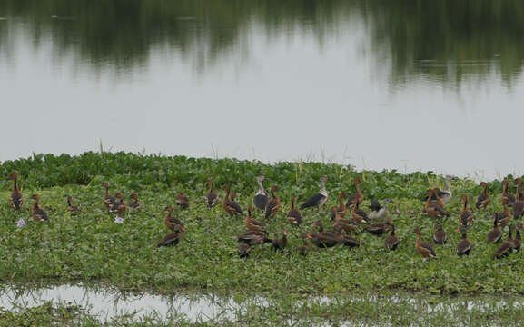 Image de Canard sylvicole