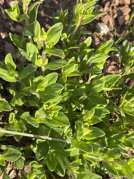 Image de Syncolostemon persimilis (N. E. Br.) D. F. Otieno