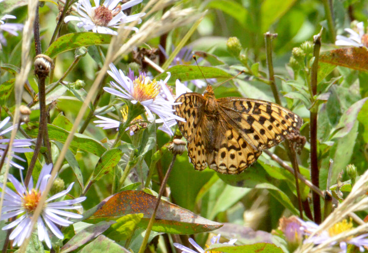 Image of Oregon silverspot butterfly