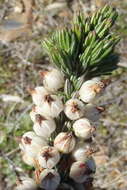 Image of Erica grisbrookii Guthrie & Bolus