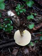 Image of Hygrophorus lucorum Kalchbr. 1874