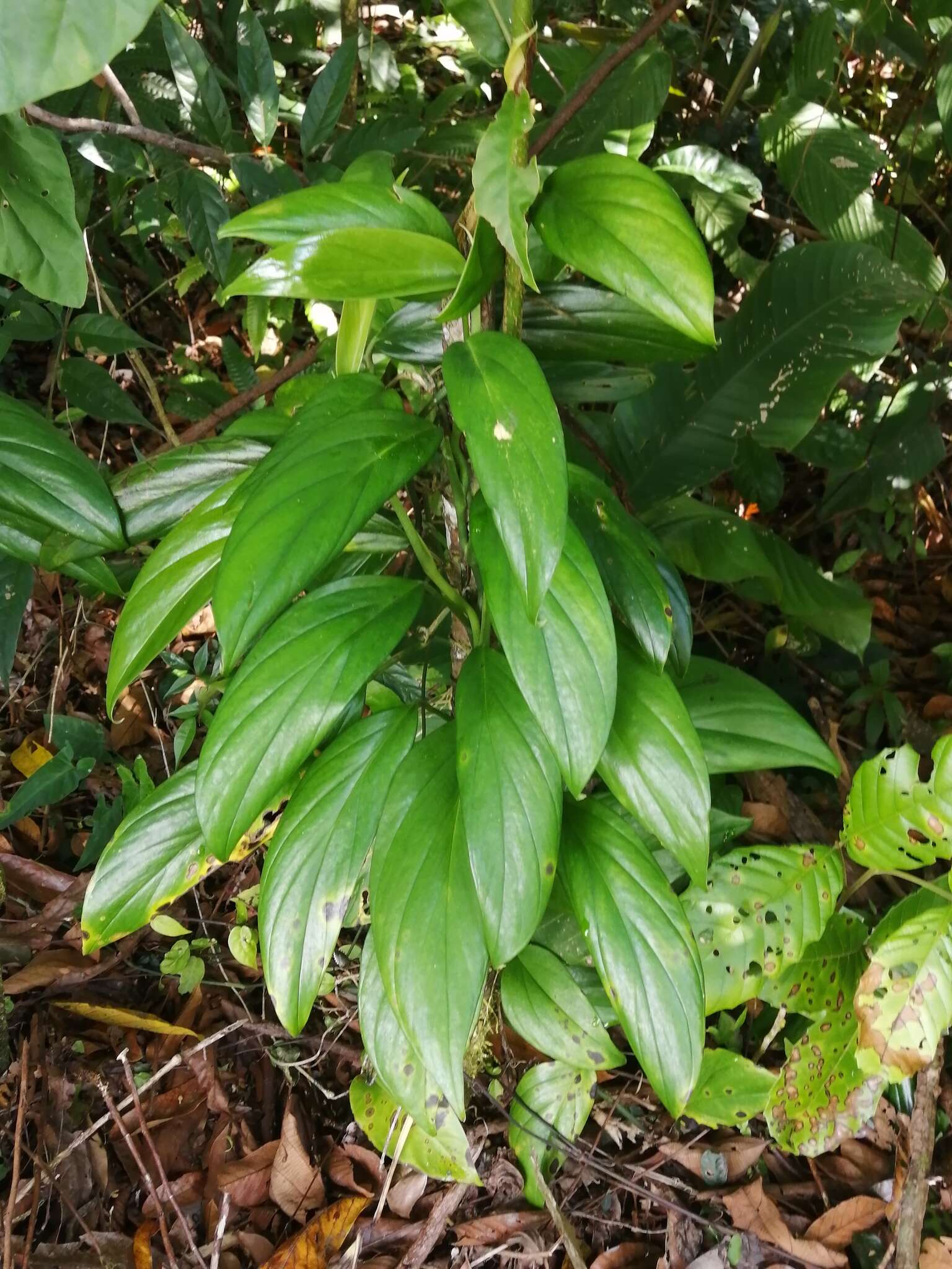 Image of Monstera pinnatipartita Schott