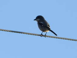 Image of Iberian Grey Shrike