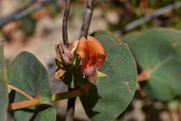 Image of <i>Rafnia acuminata</i>