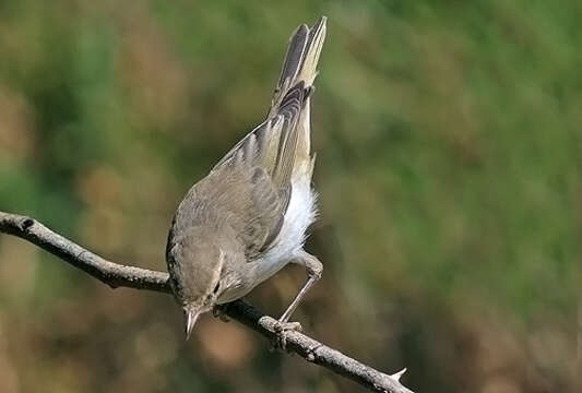 Слика од Phylloscopus bonelli (Vieillot 1819)