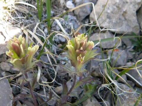 Image of beautiful Indian paintbrush