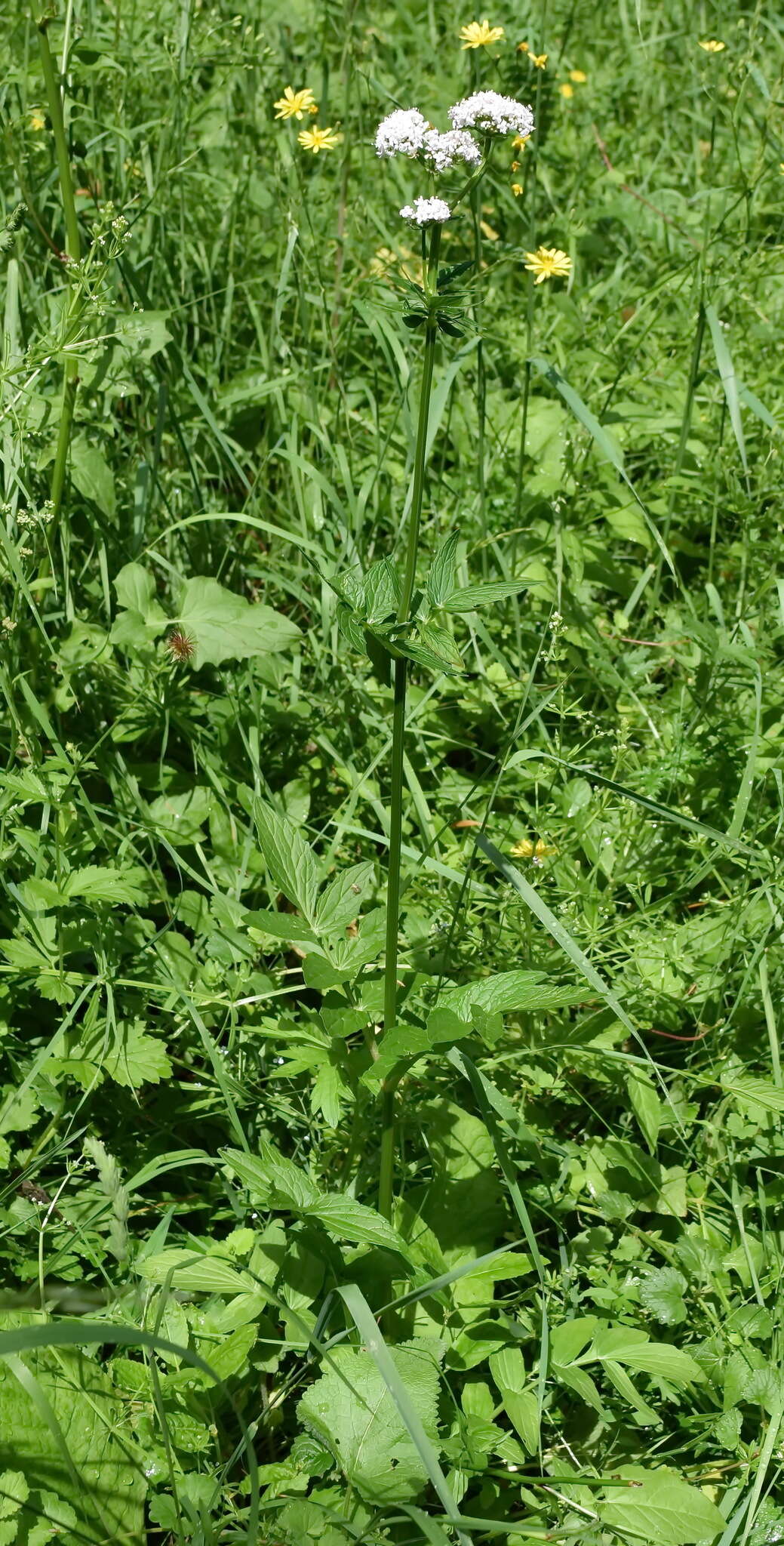 Image of Valeriana grossheimii Vorosh.