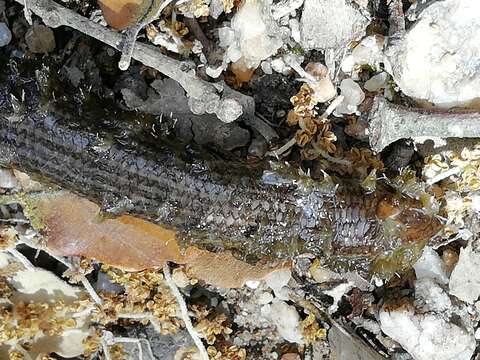 Image of Western Three-toed Skink