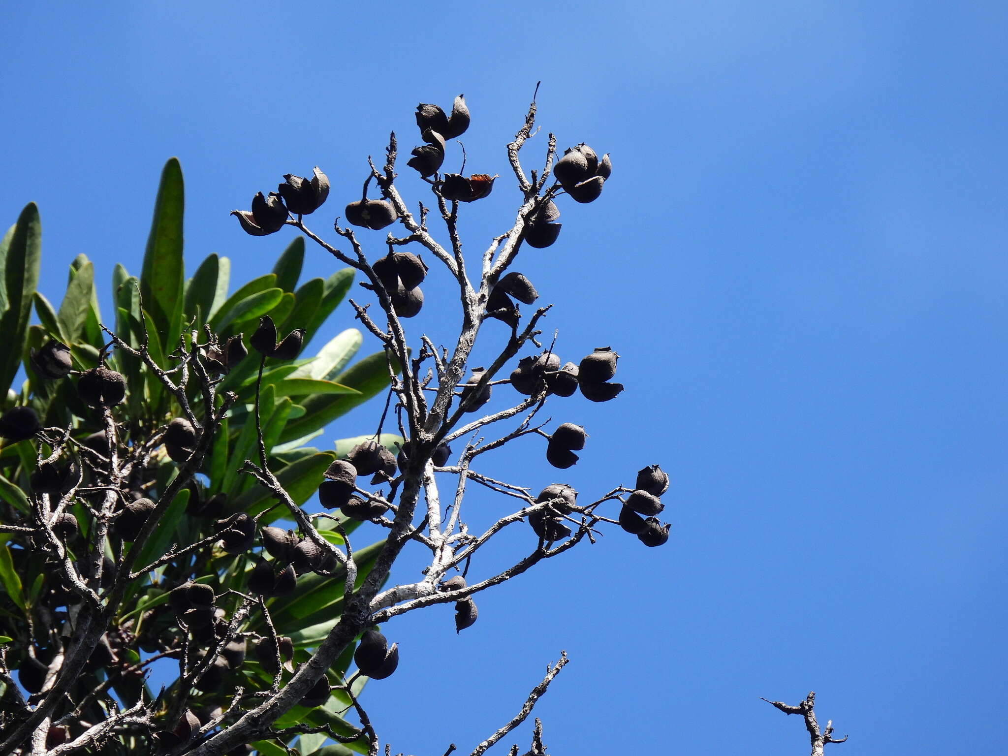 Imagem de Placospermum coriaceum C. T. White & Francis