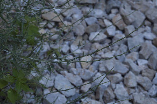 Image of Lactuca orientalis (Boiss.) Boiss.