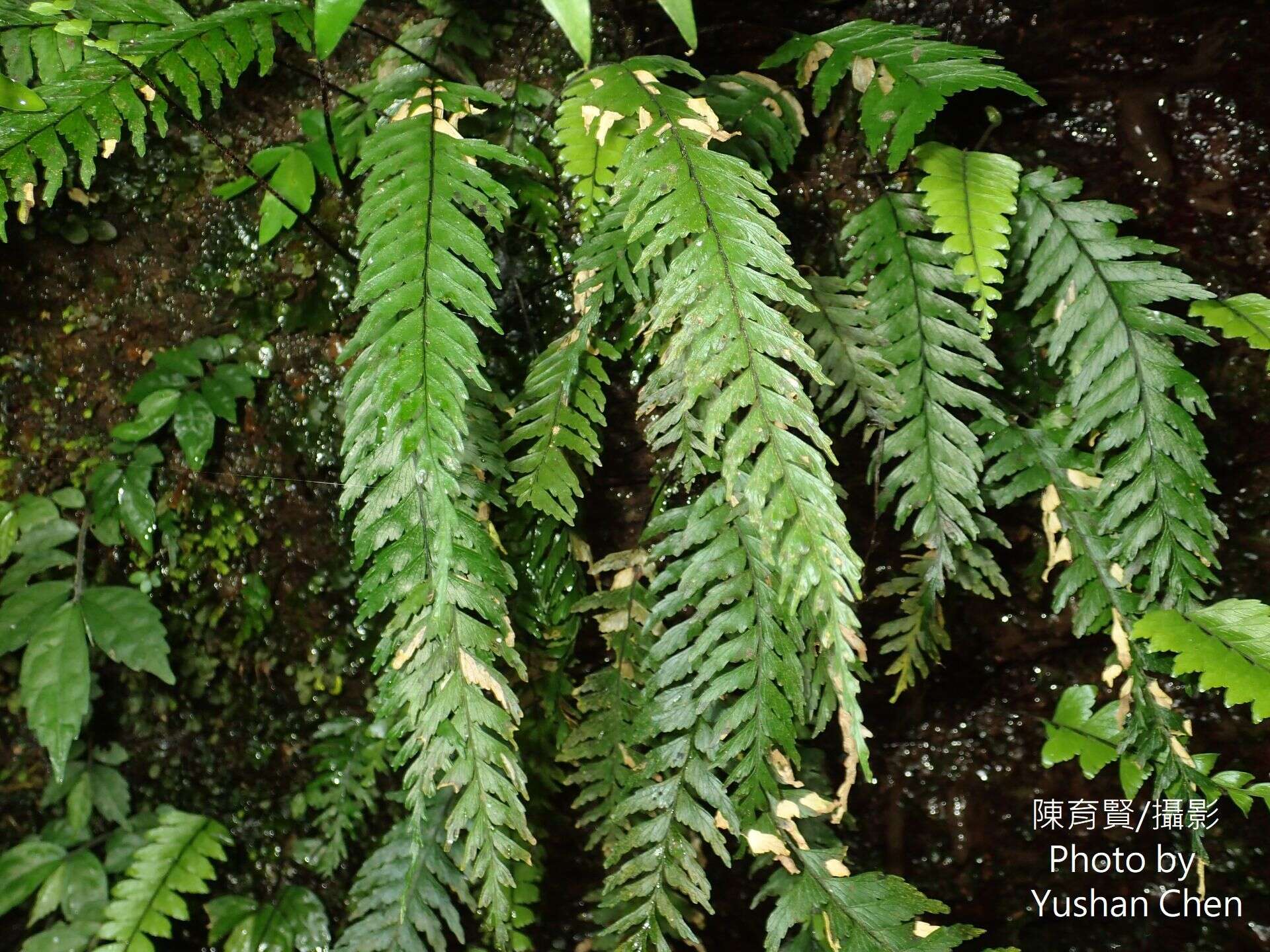 Plancia ëd Hymenasplenium unilaterale (Lam.) Hayata