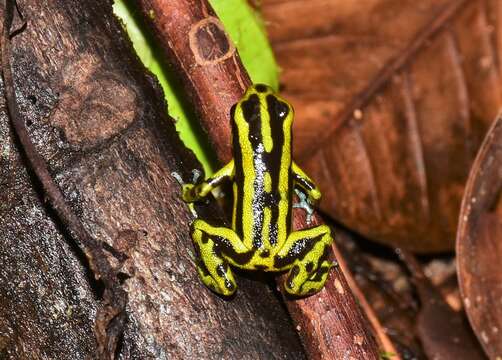 Image of Yellow-bellied Poison Frog