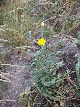 Imagem de Crepis marschallii (C. A. Mey.) Sch. Bip.