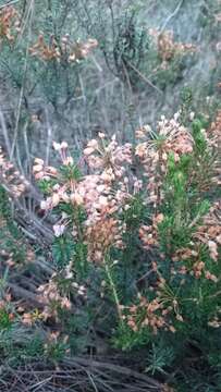 Image of Erica multiflora L.