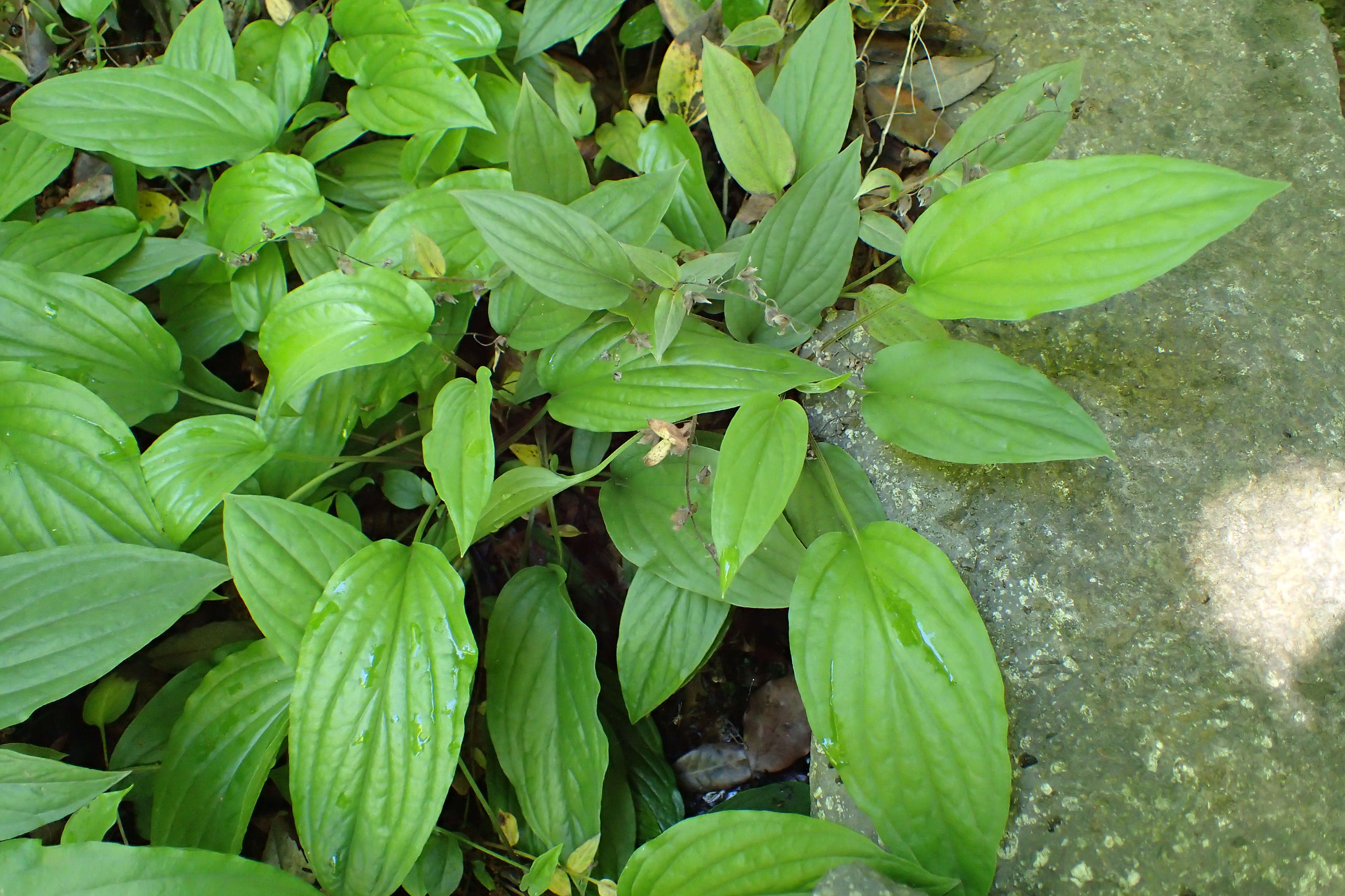 Omphalodes cappadocica (Willd.) DC. resmi