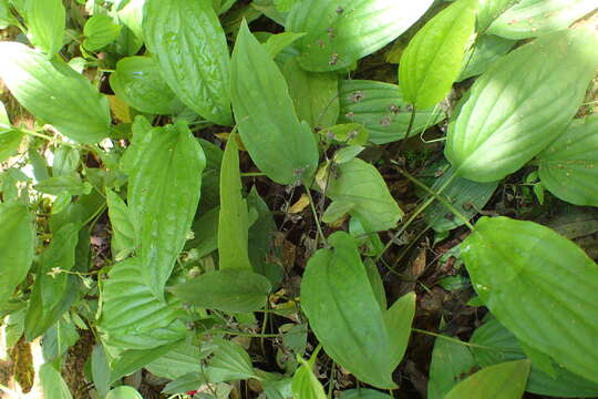 Omphalodes cappadocica (Willd.) DC. resmi