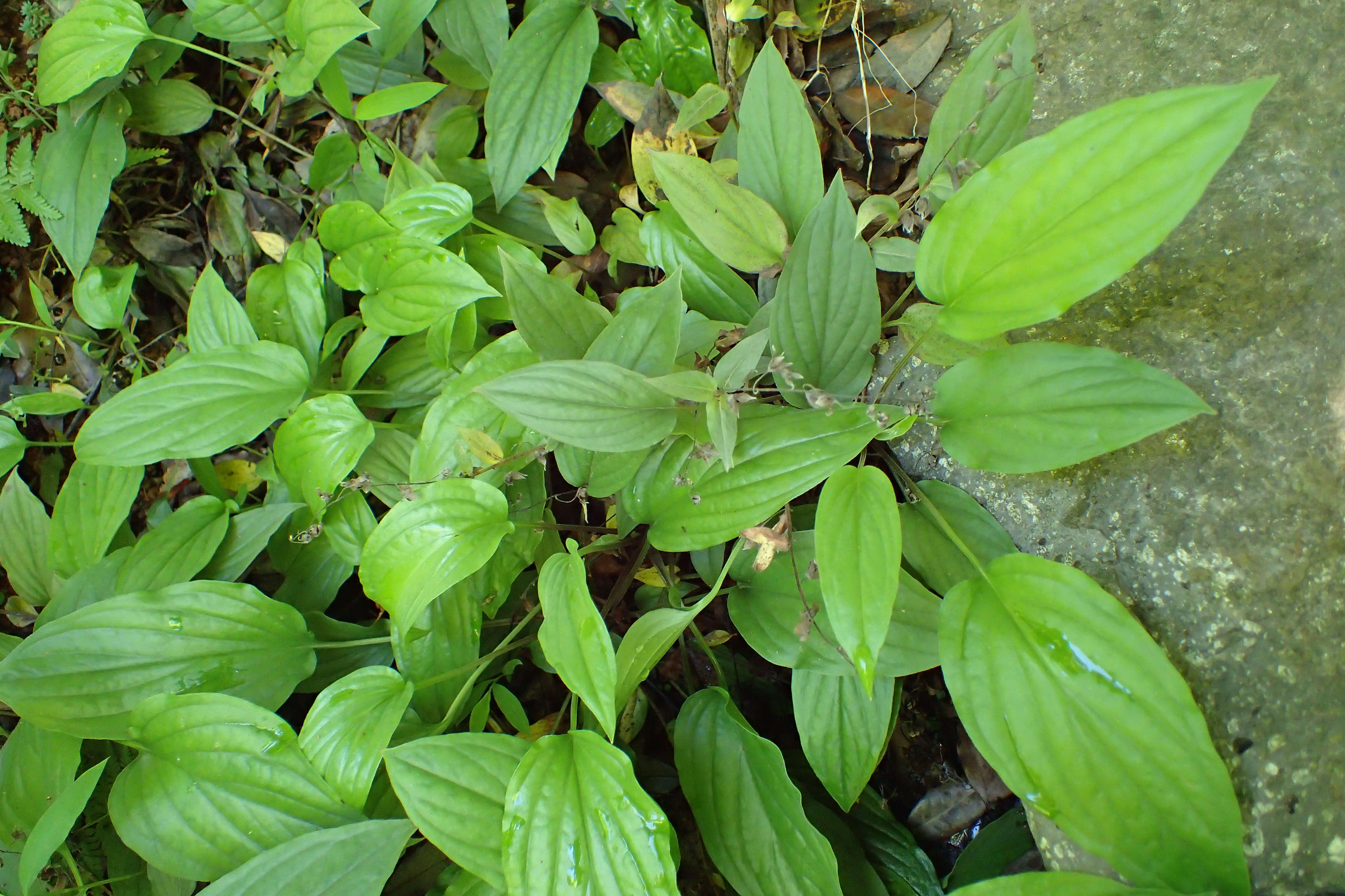 Omphalodes cappadocica (Willd.) DC. resmi