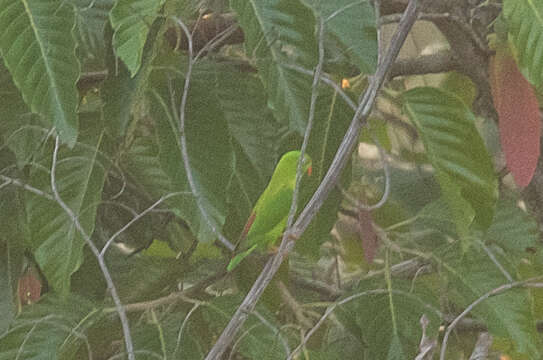 Image of Vernal Hanging Parrot