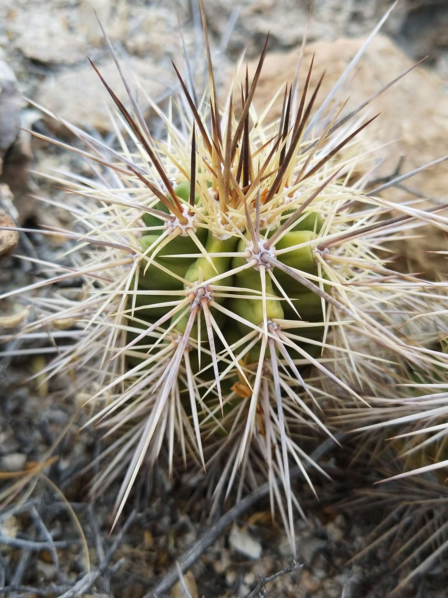 Image of Echinocereus arizonicus subsp. nigrihorridispinus