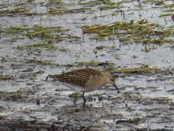 Image of Ruff